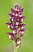 Bug orchid (Anacamptis coriophora)