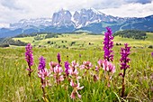 Flowery Alpine meadow,Italy