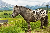 Miniature spotted pony