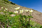 Pulsatilla alpina apiifolia in flower