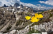 Yellow alpine poppy (Papaver rhaeticum)