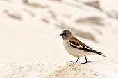 White-winged snowfinch on snow