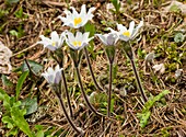 Alpine pasqueflowers (Pulsatilla alpina)