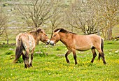 Wild Przewalski's horses