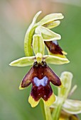 Aymonin's orchid (Ophrys aymoninii)