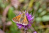 Silver-spotted skipper on thistle flower
