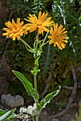 Chamois ragwort (Senecio doronicum)
