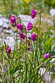 Allium narcissiflorum in flower