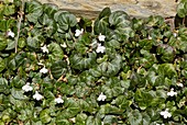 Toadflax (Cymbalaria hepaticifolia)