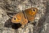 Male large wall brown butterfly