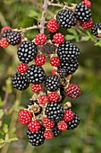 Blackberry (Rubus fruticosus) in fruit