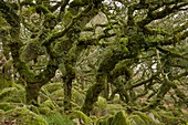 Wistman's Wood,Dartmoor,UK