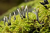 Candlesnuff fungus (Xylaria hypoxylon)