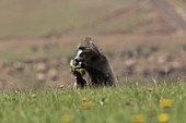 Male savannah baboon eating a flower