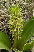 Dwarf pineapple lily (Eucomis humilis)
