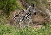 Plains zebra and foal