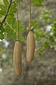 Sausage tree (Kigelia africana) fruit