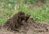 Common dwarf mongoose playing