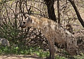Spotted hyena in the shade