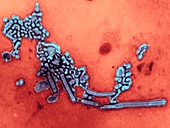 H1N1 flu virus particles,TEM