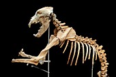 Prehistoric cave bear skeleton