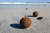 Seaweed balls on sandy beach