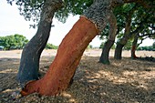 Cork oaks in Sardinia