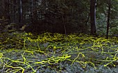 Firefly bioluminescence