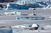 Icebergs in proglacial lake
