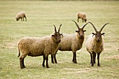 Soay Sheep in Leicestershire UK