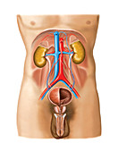 Nephro-Urinary System,illustration