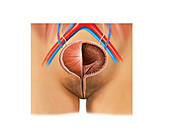 Nephro-Urinary System,illustration