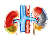 Kidney and adjacent organs,illustration