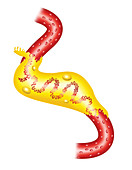 Glomerular Capsule,illustration