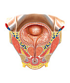Urinary Bladder and Urethra,illustration