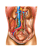 Urinary Structures,illustration