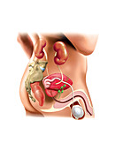 Urinary Structures,illustration