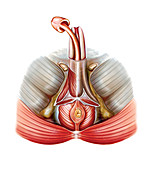 Male Genital System,illustration