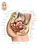 Female Genital System,illustration