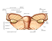 Female Genital System,illustration