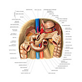 The Pancreas,illustration
