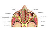 Paranasal sinuses,illustration
