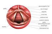Vocal Folds,illustration