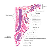 Larynx,illustration