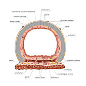Trachea,illustration