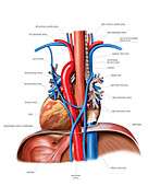 Vascular System. Lungs,illustration
