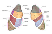 Lungs,illustration