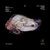 Bear's head,CT scan