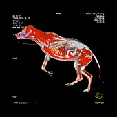 Wolf anatomy,CT scan