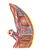 Placenta,illustration